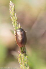 Chrysolina marginata