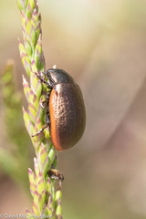 Chrysolina marginata