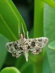 Sisyracera inabsconsalis