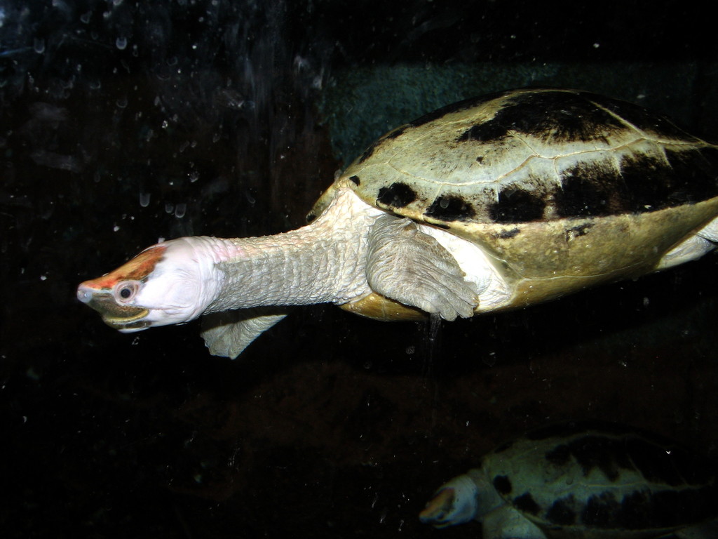 Painted Terrapin