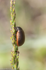 Chrysolina marginata
