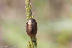 Chrysolina marginata