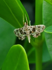 Sisyracera inabsconsalis