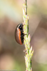 Chrysolina marginata