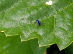 Condylostylus mundus
