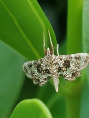 Sisyracera inabsconsalis