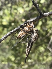 Diceroprocta eugraphica