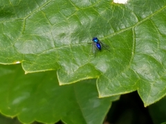 Condylostylus mundus