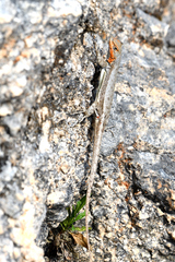 Sceloporus parvus