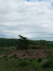 Tringa semipalmata semipalmata