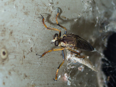 Dicranus jaliscoensis