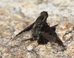 Hemipenthes seminiger