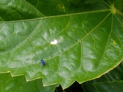 Condylostylus mundus