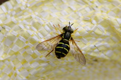 Chrysotoxum festivum