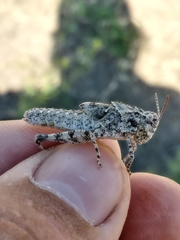 Trimerotropis pseudofasciata