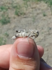 Trimerotropis pseudofasciata