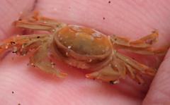 Fabia subquadrata