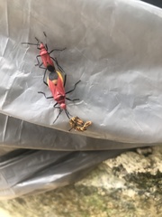 Dindymus sanguineus