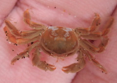 Fabia subquadrata