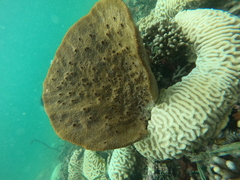 Ircinia campana