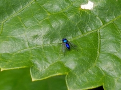 Condylostylus mundus