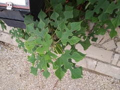 Broussonetia papyrifera