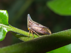 Aconophora
