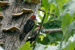 Sphyrapicus ruber