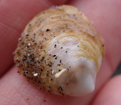 Crepidula nummaria