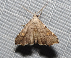 Redectis pygmaea