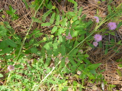 Mimosa microphylla