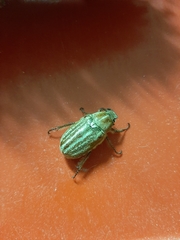Anoxia australis