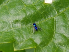 Condylostylus mundus