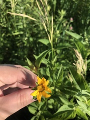 Silphium asteriscus trifoliatum
