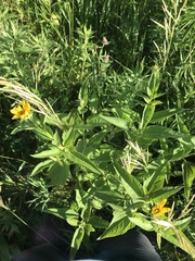 Silphium asteriscus trifoliatum