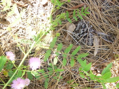 Mimosa microphylla