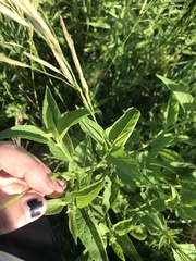 Silphium asteriscus trifoliatum