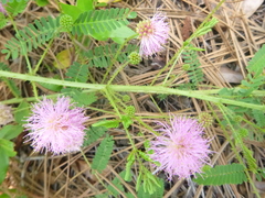 Mimosa microphylla