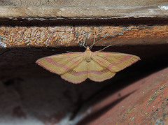 Rhodostrophia calabra