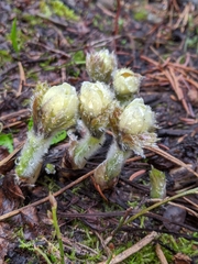 Pulsatilla occidentalis