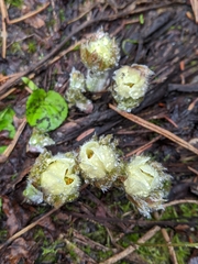Pulsatilla occidentalis