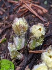 Pulsatilla occidentalis