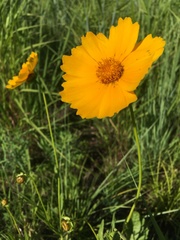 Coreopsis palmata