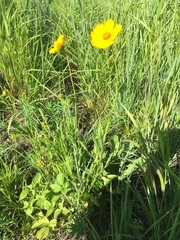 Coreopsis palmata