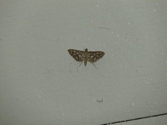 Nausinoe geometralis