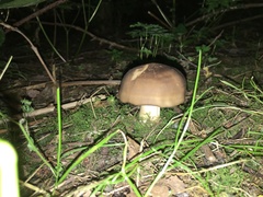 Agaricales