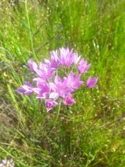 Allium unifolium