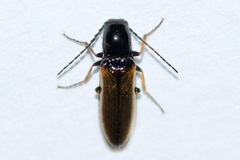 Oestodes tenuicollis