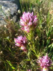 Castilleja densiflora densiflora