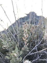 Atriplex gardneri